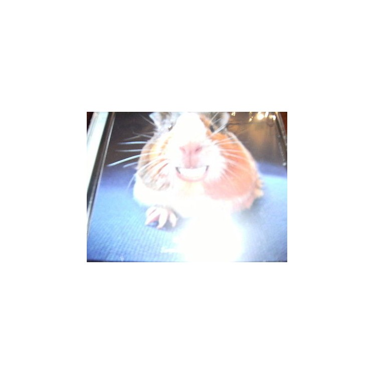 Martina's fumetti fumetteria libreria online